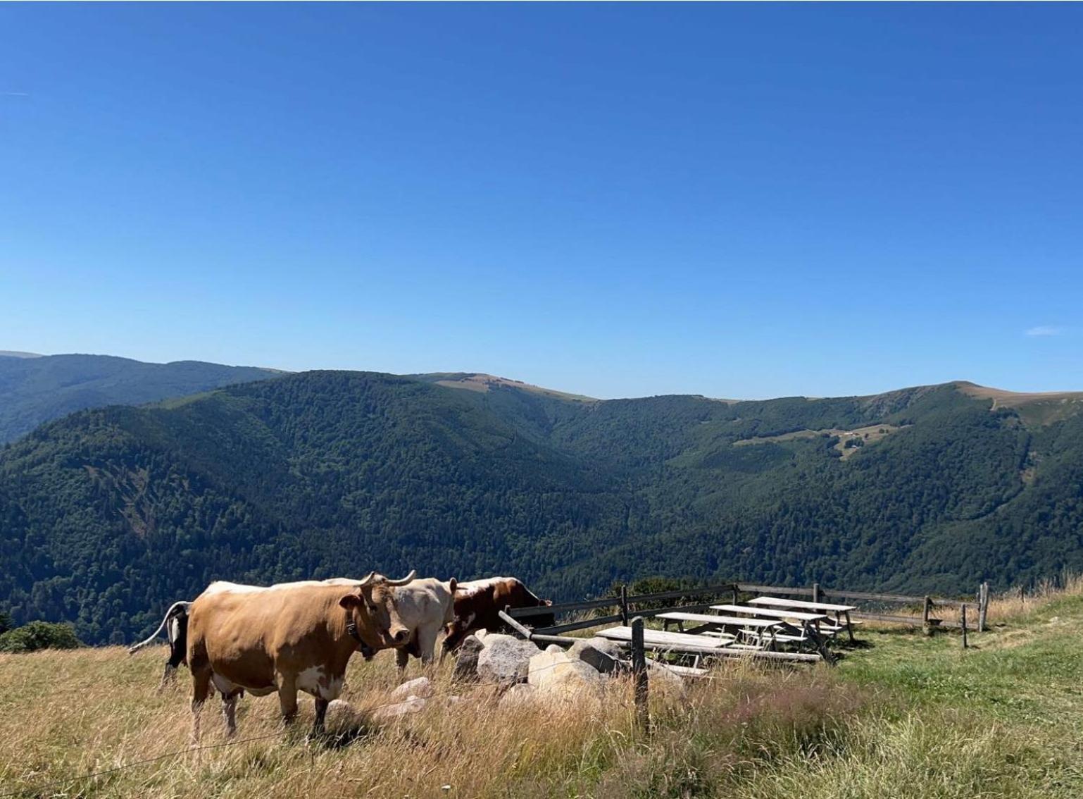 Au Petit Meuh'ster * Munster (Haut-Rhin)